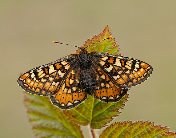 Marsh Fritillary Euphydryas aurinia