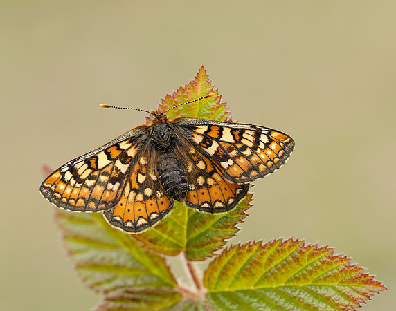 Marsh Fritillary Euphydryas aurinia