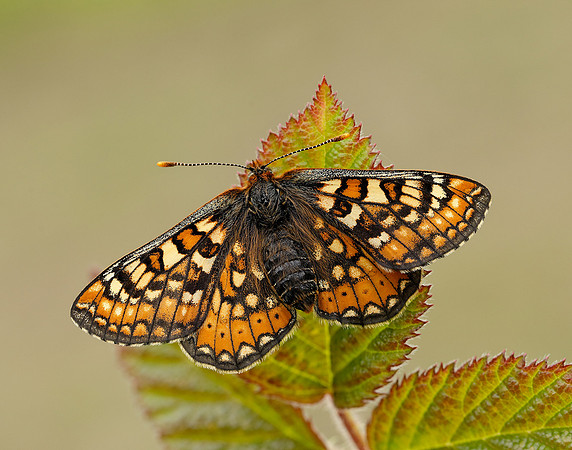 Marsh Fritillary Euphydryas aurinia