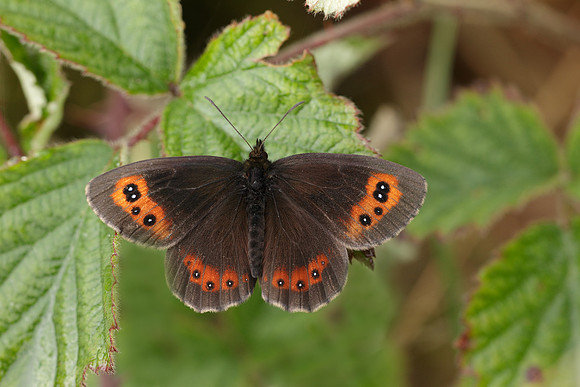 Scotch Argus Erebia aethiops