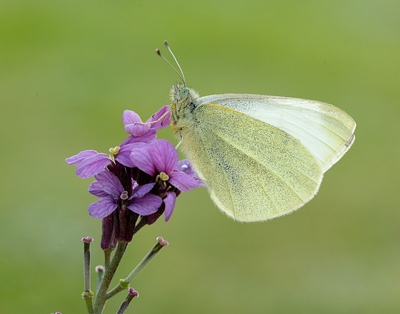 Small White Pieris rapae
