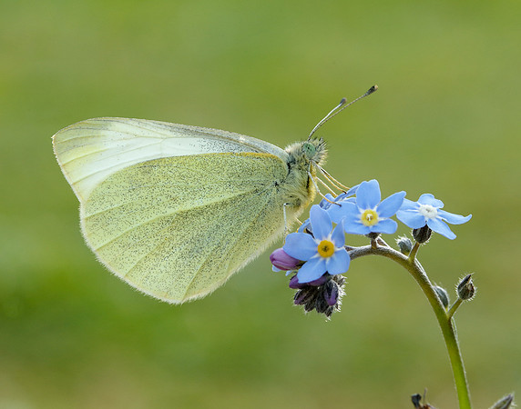 Small White Pieris rapae