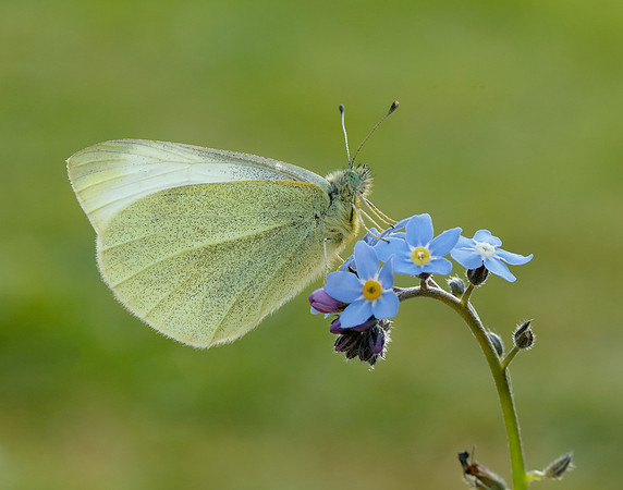 Small White Pieris rapae