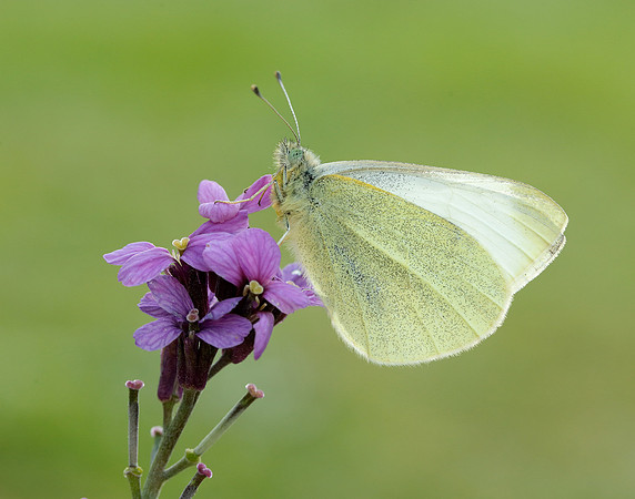 Small White Pieris rapae
