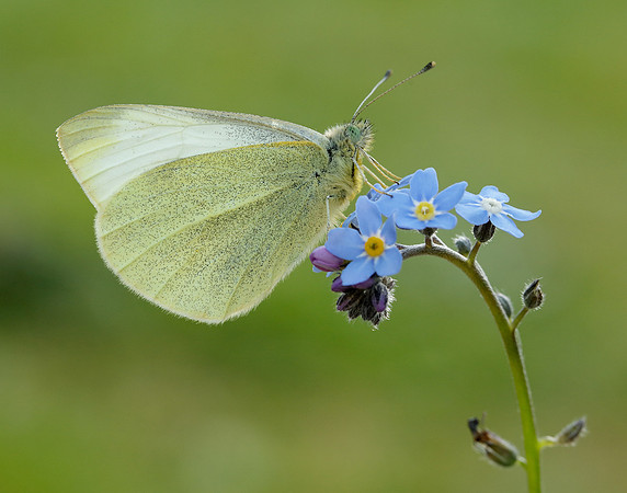 Small White Pieris rapae