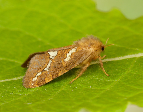 3.004 BF16 Gold Swift Phymatopus hecta