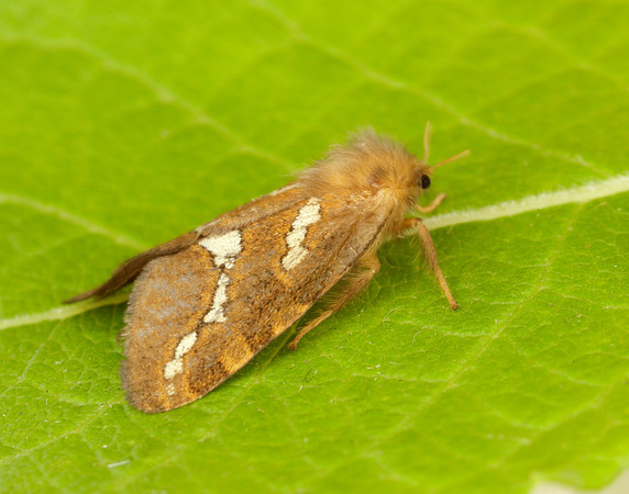3.004 BF16 Gold Swift Phymatopus hecta