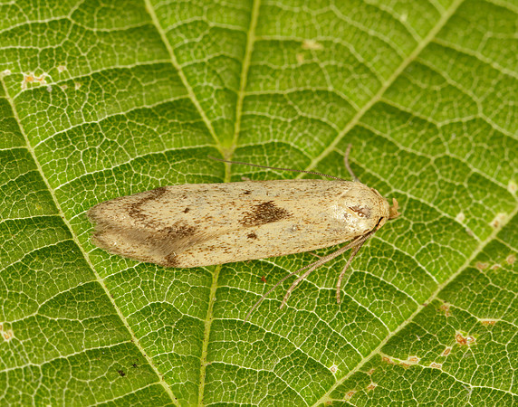 41.003 BF874 Blastobasis lacticolella