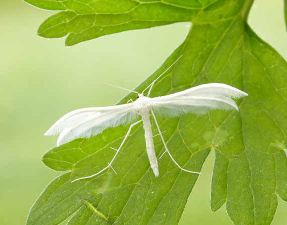 45.030 BF1513 White Plume Moth Pterophorus