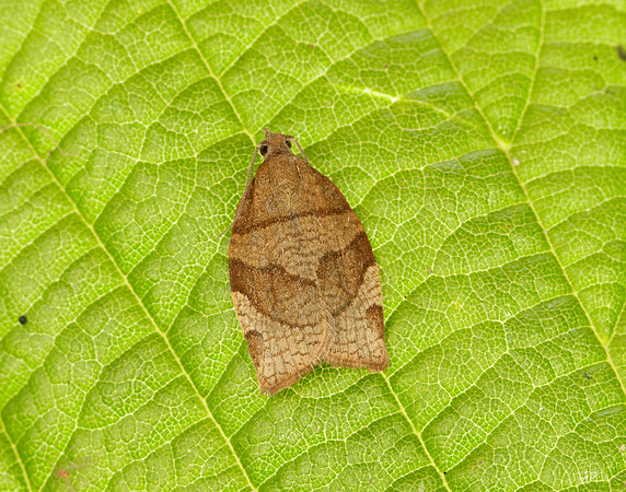 49.025 BF970 Barred Fruit-tree Tortrix Pandemis cerasana