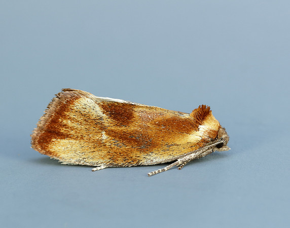 49.090 BF1015 Eulia ministrana