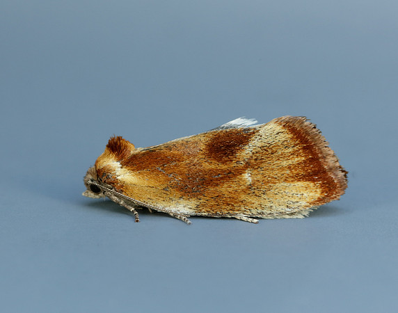 49.090 BF1015 Eulia ministrana