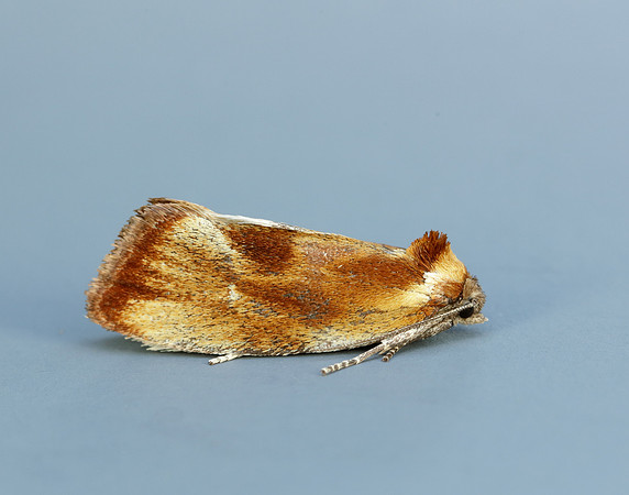 49.090 BF1015 Eulia ministrana
