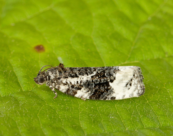 49.149 BF1092 Apotomis turbidana