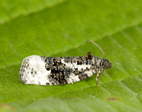49.149 BF1092 Apotomis turbidana