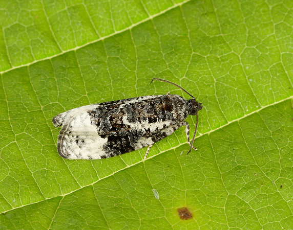 49.149 BF1092 Apotomis turbidana