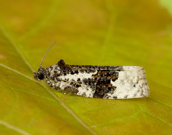 49.149 BF1092 Apotomis turbidana