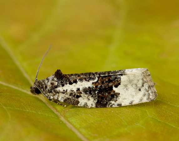 49.149 BF1092 Apotomis turbidana