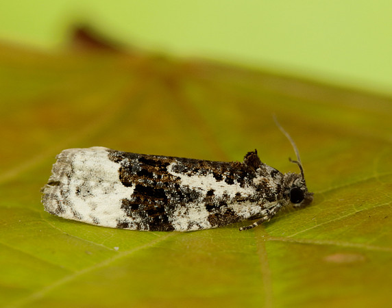49.149 BF1092 Apotomis turbidana