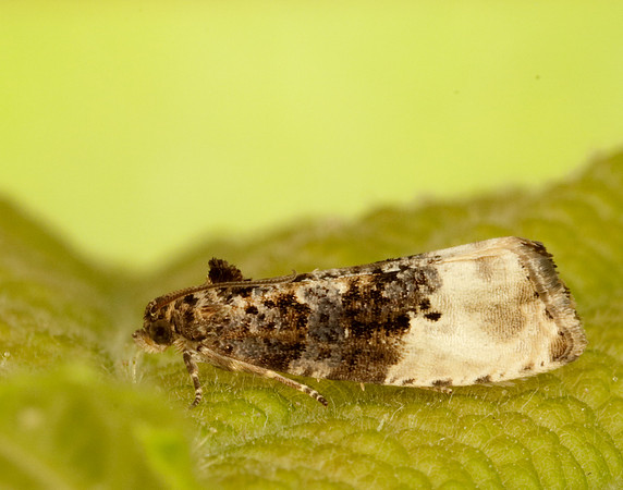 49.156 BF1083 Marbled Orchard Tortrix Hedya nubiferana