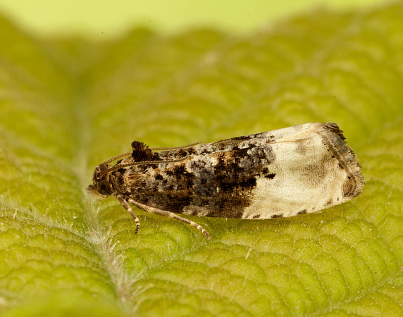 49.156 BF1083 Marbled Orchard Tortrix Hedya nubiferana