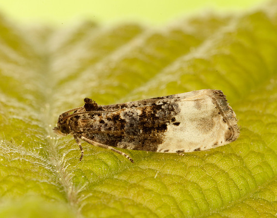 49.156 BF1083 Marbled Orchard Tortrix Hedya nubiferana