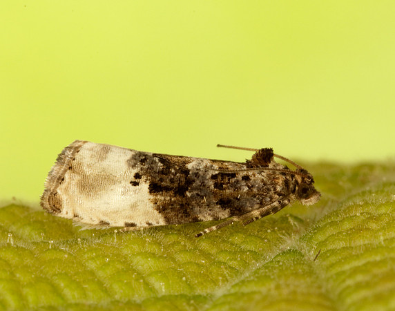 49.156 BF1083 Marbled Orchard Tortrix Hedya nubiferana