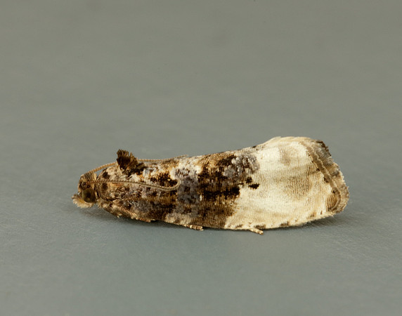 49.156 BF1083 Marbled Orchard Tortrix Hedya nubiferana