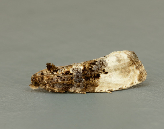 49.156 BF1083 Marbled Orchard Tortrix Hedya nubiferana