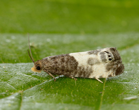 49.292 BF1174 Notocelia cynosbatella