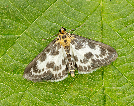 63.025 BF1376 Small Magpie Anania hortulata