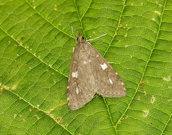 63.037 BF1392 Udea olivalis