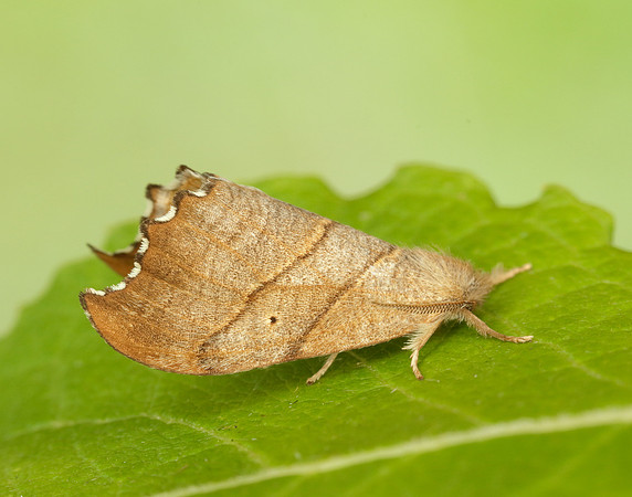 65.001 BF1645 Scalloped Hook-tip Falcaria lacertinaria