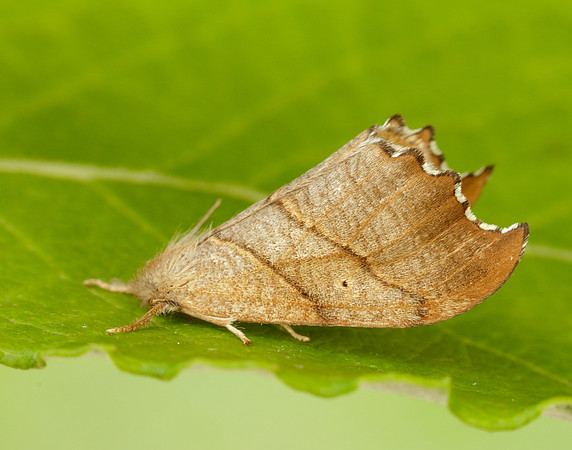 65.001 BF1645 Scalloped Hook-tip Falcaria lacertinaria