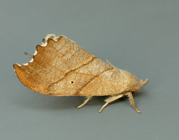 65.001 BF1645 Scalloped Hook-tip Falcaria lacertinaria