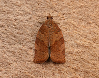 49.026 BF972 Dark Fruit-tree Tortrix Pandemis heparana