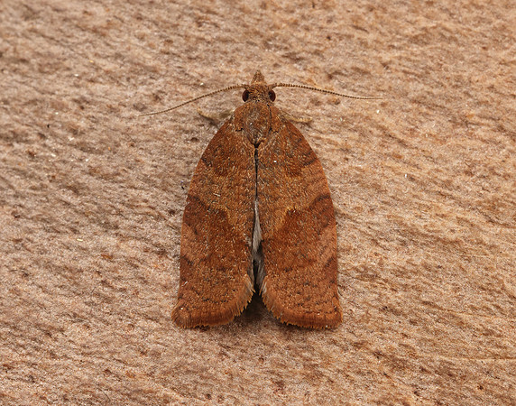 49.026 BF972 Dark Fruit-tree Tortrix Pandemis heparana