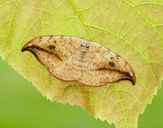 65.005 BF1648 Pebble Hook-tip Drepana falcataria