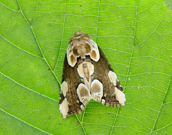 65.008 BF1652 Peach Blossom Thyatira batis