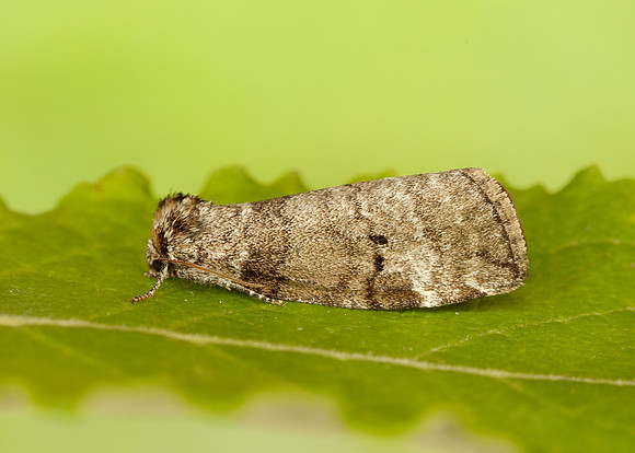 65.013 BF1657 Common Lutestring Ochropacha duplaris