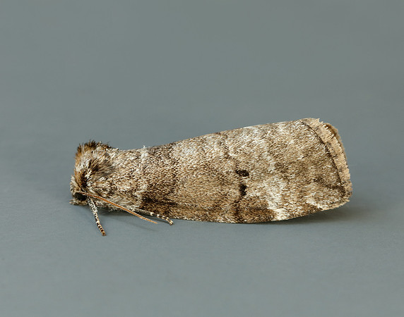 65.013 BF1657 Common Lutestring Ochropacha duplaris