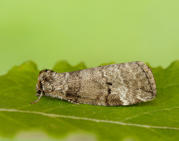 65.013 BF1657 Common Lutestring Ochropacha duplaris