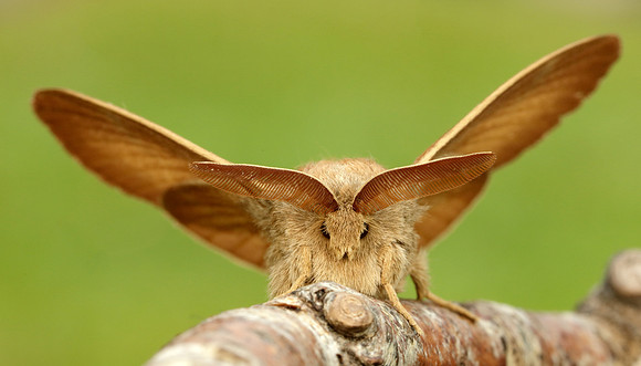 66.008 BF1638 Fox Moth Macrothylacia rubi