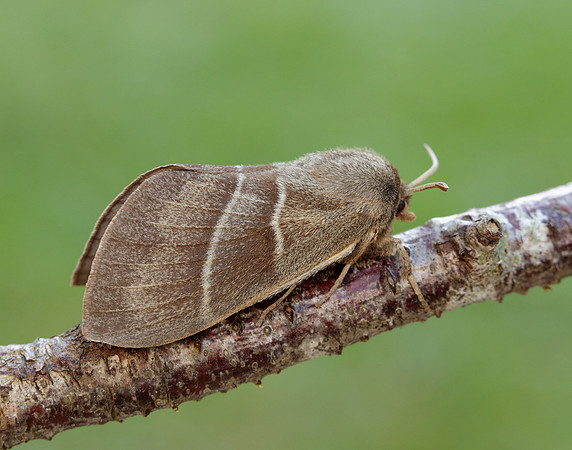 66.008 BF1638 Fox Moth Macrothylacia rubi