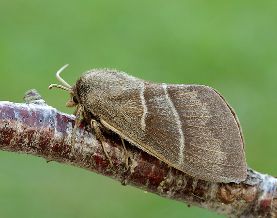 66.008 BF1638 Fox Moth Macrothylacia rubi