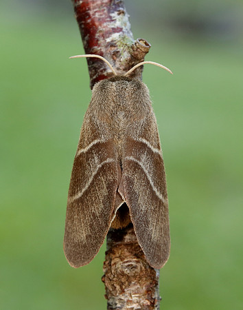 66.008 BF1638 Fox Moth Macrothylacia rubi