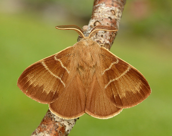 66.008 BF1638 Fox Moth Macrothylacia rubi