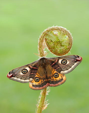 68.001 BF1643 Emperor Moth Saturnia pavonia