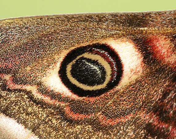 68.001 BF1643 Emperor Moth Saturnia pavonia
