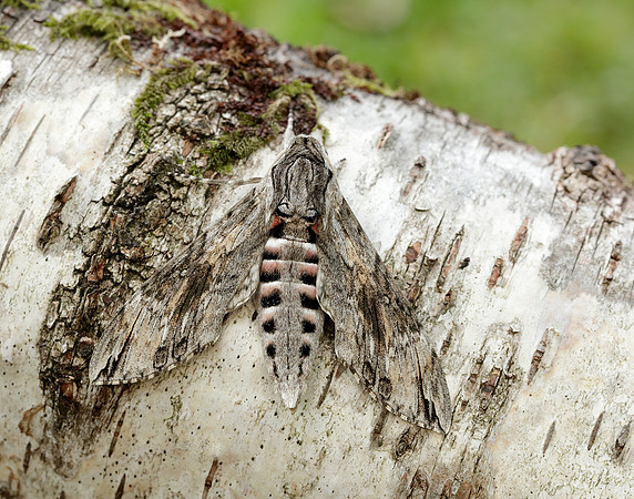 9.004 BF1972 Convolvulus Hawk-moth Agrius convolvuli
